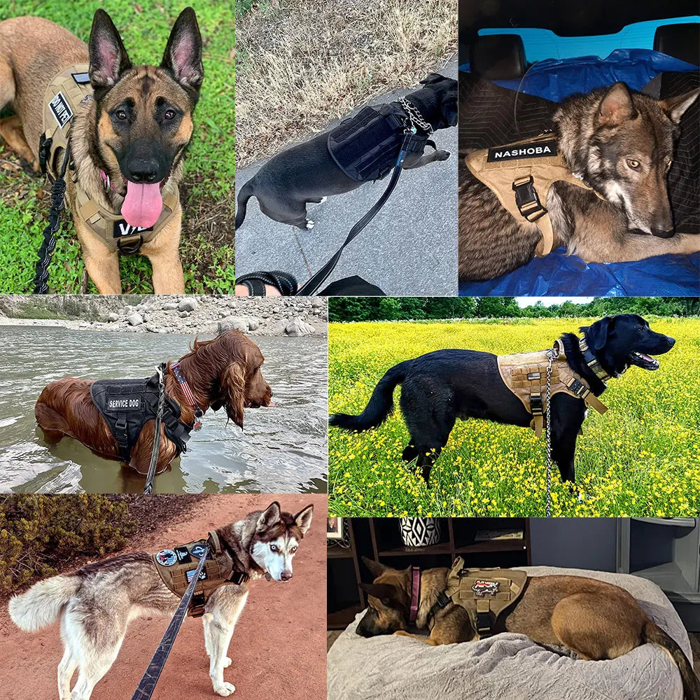 Large Dog Harness and Leash Set, Training Vest Harness and Collar for Medium Large Dogs